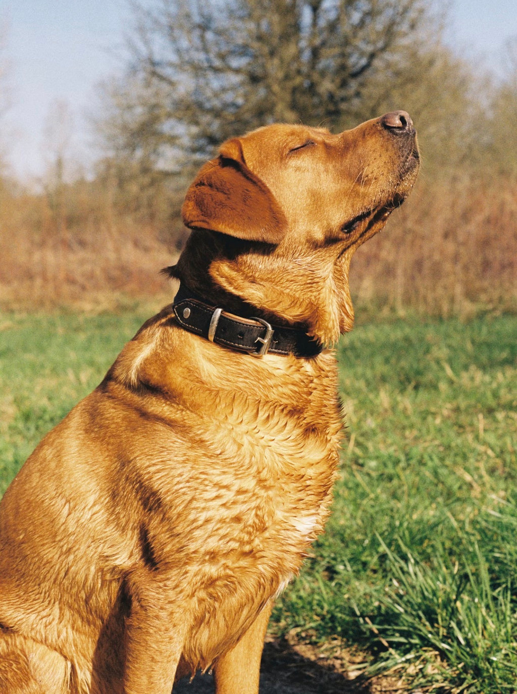 Signature Leather Collar