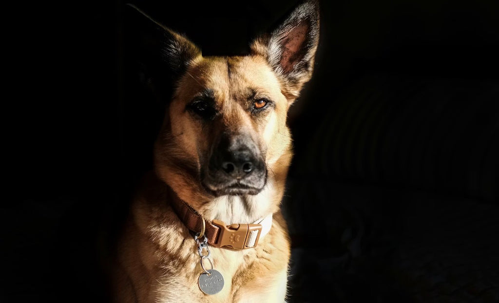 Signature Leather Collar