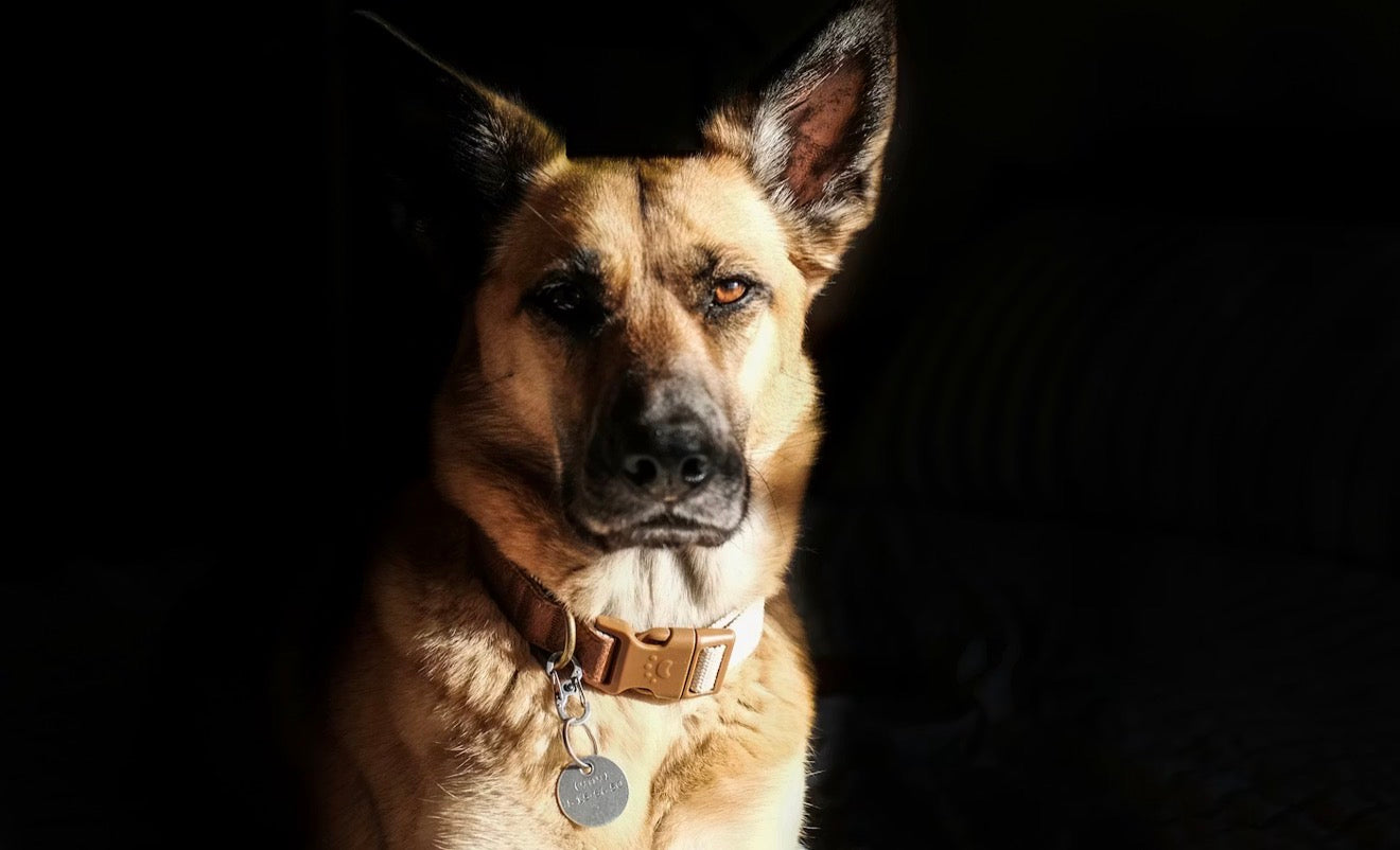 Signature Leather Collar