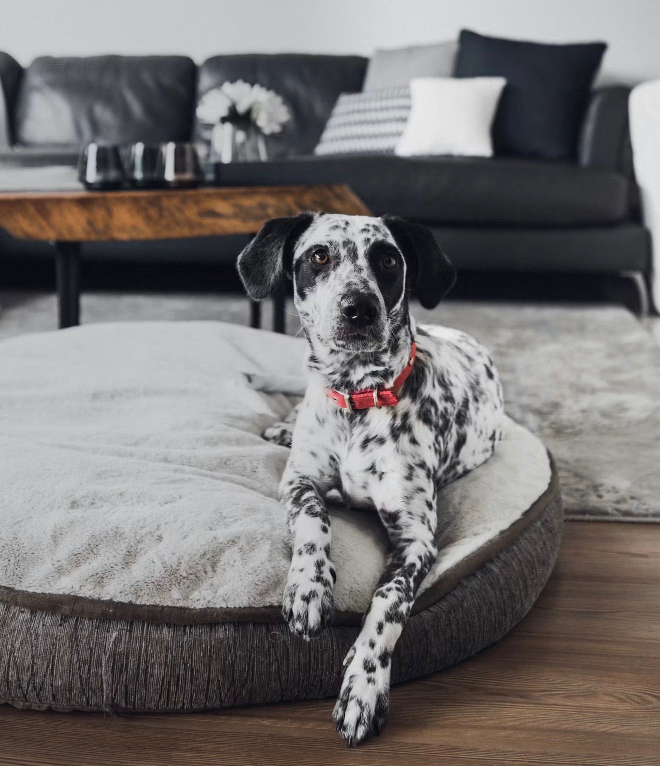 Luxury Bouclé Pet Bed | VELOUR — Designer Dog & Cat Furniture