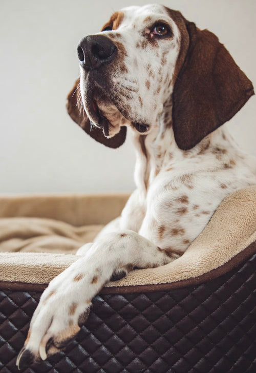 Luxury Bouclé Pet Bed | VELOUR — Designer Dog & Cat Furniture