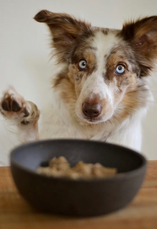 Luxury Ceramic Pet Bowls | VELOUR — Marble Stoneware Set