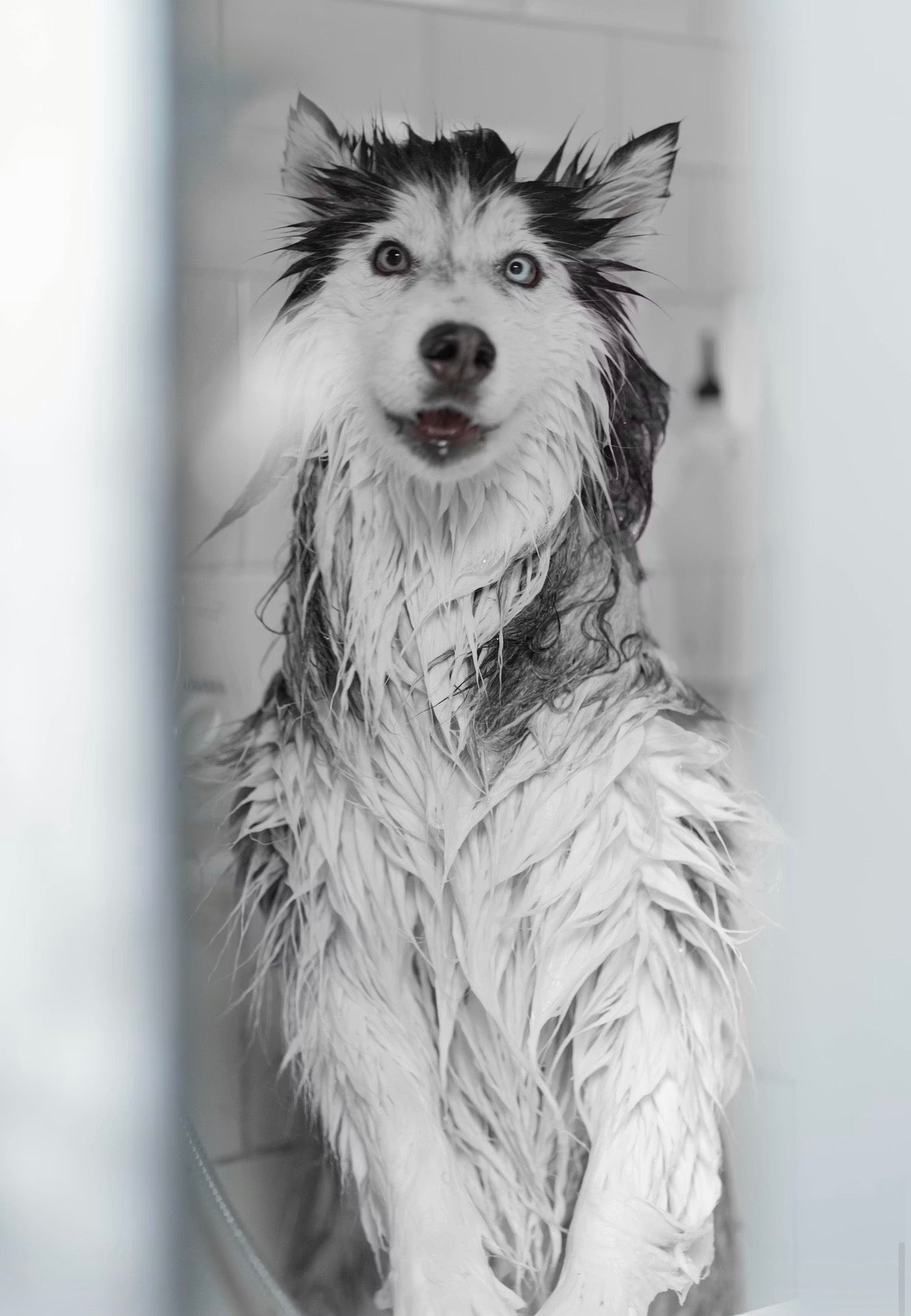 Organic Pet Grooming Set | VELOUR — Natural Shampoo & Coat Oil