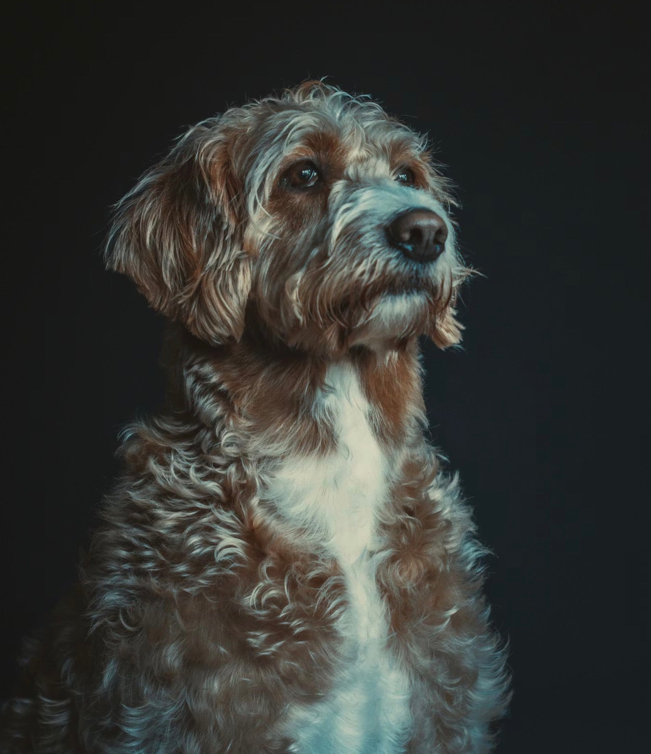 Custom AI Pet Portrait | VELOUR — Fine Art Dog & Cat Portrait
