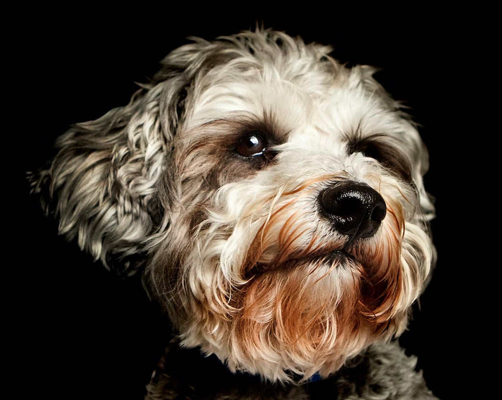 Custom AI Pet Portrait | VELOUR — Fine Art Dog & Cat Portrait