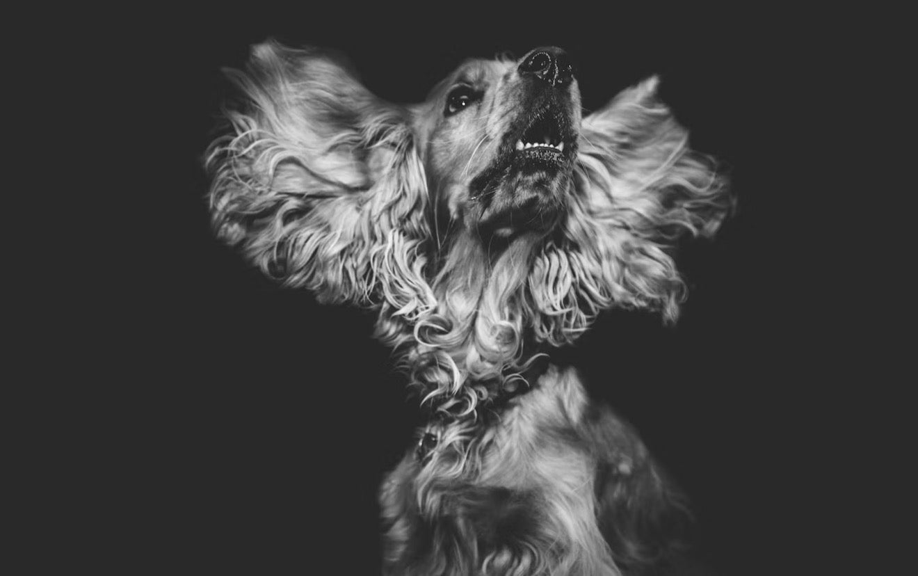 Custom AI Pet Portrait | VELOUR — Fine Art Dog & Cat Portrait
